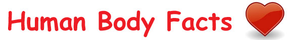 Fun Human Body Facts for Kids